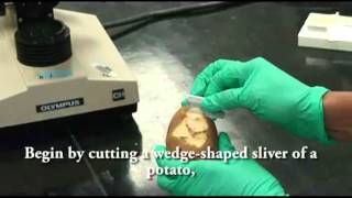 Potato Staining for Microscopy  A Level Biology [upl. by Hartnett]