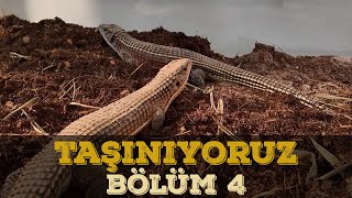 HARİKA BİR İŞ ÇIKARDIK  BÖLÜM 4 [upl. by Sisely]