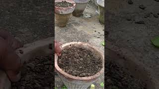 Propagate Bougainvillea Vine Method propagate gardening homegarden cuttingplants grafting [upl. by Dragon]