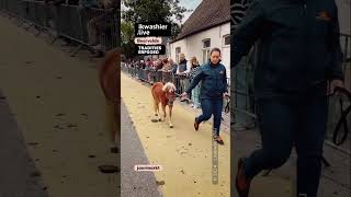 Jaarmarkt Beervelde sfeerbeeld Grote Paardenjaarmarkt shorts dieren paarden pony OostVlaanderen [upl. by Trevor592]