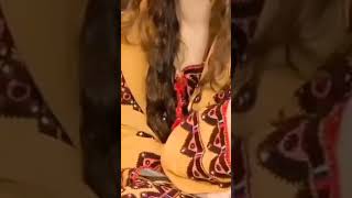 Balochi song 🦋 Balochi song status balochimusic balochisong balochistan HAANIBALOCH [upl. by Emlynn]