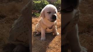 Puppy’s open eyes 🥰shorts dog minivlog vlog doglover [upl. by Gaudette]