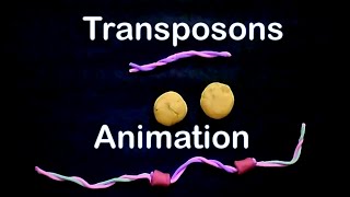 Transposons  cut paste transposons [upl. by Dugan]