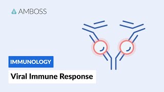 Immune Response to Viruses How the Body Reacts [upl. by Nyloj]