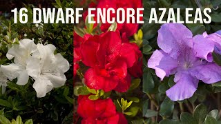 🌺16 Dwarf Encore® Azaleas [upl. by Iderf]