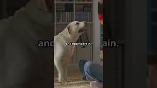 Why Labradors Make the Best Guide Dogs shorts animals animalfacts dog labrador [upl. by Wolford]