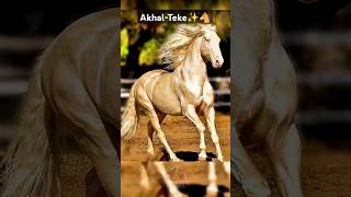 Meet the AkhalTeke the worlds shiniest and rarest horse ✨🐴 AkhalTeke Horses Rare [upl. by Stringer]