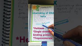 Unwinding of DNA helix  DNA replication helicase and unwinding shorts unwind dna replication [upl. by Cathlene]