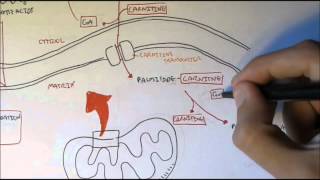 Human Metabolism Map VI  Fatty Acid Transporter [upl. by Aicilihp483]