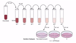 How to do Serial Dilution Calculations [upl. by Shaff696]