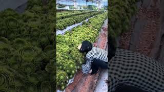 foryou farminglifeinanotherworld nature farmingsystem agriculture [upl. by Potter]