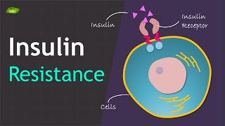 Insulin Resistance  Basics and Mechanism  Basic Science Series [upl. by Erasaec]