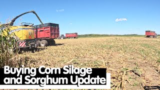 Buying Corn Silage and Sorghum Update [upl. by Erminia]