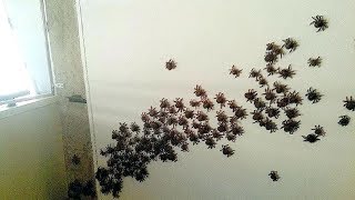 Infestation Part 1 Spiders [upl. by Yenetruoc381]