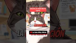 Esterilización de Gatos Clave para su Salud shorts [upl. by Hank]