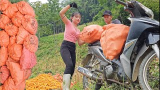 Move the corn complete the harvest with the help of parents Cook dinner with parents at the farm [upl. by Zonda175]