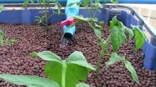 Aquaponics vs Hydroponics [upl. by Ameer585]