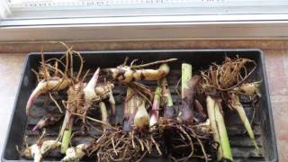 How to Overwinter Canna Lily Bulbs [upl. by Childers720]