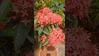 Beautiful ixora flowerkepula flower [upl. by Hoshi]