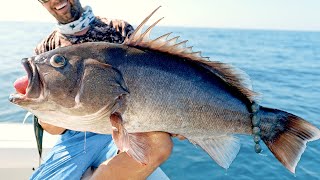 Monster Pacific Ocean Grouper Fishing [upl. by Richelle]