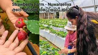 Strawberry Farm l Nuwaraeliya l sri lanka 🇱🇰 [upl. by Nolrah]