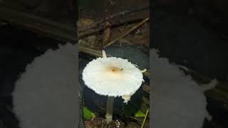 Beautiful Lepiota sp mushroom fungi [upl. by Elayne354]