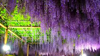 The Wisteria flower Festival in mandara temple 4K Ultra HD 愛知県江南市 藤まつり ライトアップ 曼荼羅寺公園 藤棚 2017年5月 [upl. by Trinette]