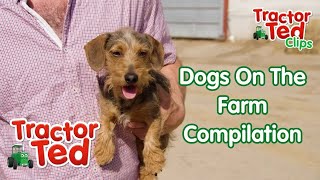 Lets Look At Dogs amp Puppies On The Farm 🐶 Tractor Ted Clip Compilation [upl. by Notsahc]