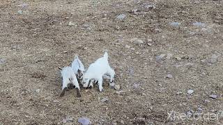 Baby pygmy goats playing [upl. by Kaliski]