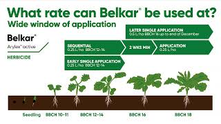 Learn more about Belkar® and autumn weed control in OSR with Corteva herbicides [upl. by Kaja]