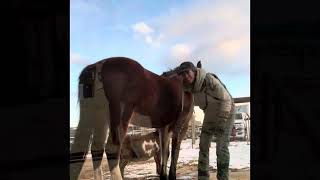 Joy 4 yo mustang mare FOR SALE song Dirt Road Anthem by Brantley Gilbert ft Colt Ford [upl. by Pius]