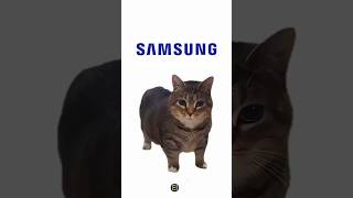 Sonido de Samsung con el Oia Oia Cat 🤣 [upl. by Tillman]