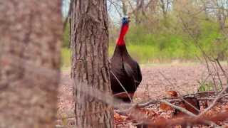 Wisconsin Spring Turkey Hunt [upl. by Alliw]