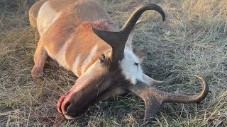 GIANT CUTTERS Her First Antelope A Wyoming Antelope Hunt [upl. by Heilner218]