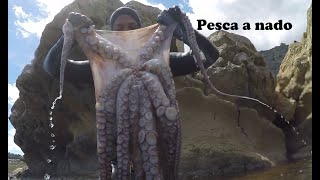 Pesca Submarina Pulpos gigantes 15 kilos 21 [upl. by Lennox]