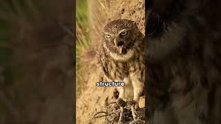 owl night vision 12 shorts animals wildlife [upl. by Acnalb]