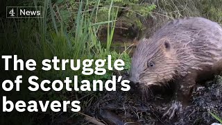 Dozens of beavers killed in Scotland despite protected species status [upl. by Delaney970]