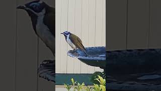 Blueeyed BeautyHoneyeater Bird Takes a Refreshing Bath birdsofinstagram wildlife naturescenery [upl. by Mcclimans]