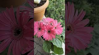 Gerbera Plant जेरबेरा [upl. by Farnham119]