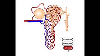 Kidney Filtrate Pathway [upl. by Ioab]