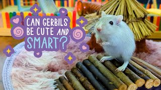 Smart Gerbil Ding Ding Billie learns a trick [upl. by Oneg]