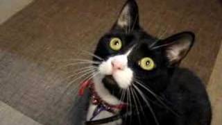 Tuxedo Cat Chattering Clicking his Jaws [upl. by Ellehsim]