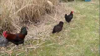 Backyard Chickens Peafowl and Guineas [upl. by Cletis]