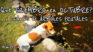 🌱QUE SIEMBRO EN OCTUBRE qué hago con mis🌳 FRUTAES Calendario de Siembra 2024 VLOG MujerBonita 128 [upl. by Remus738]