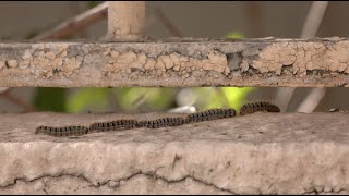 Pine processionary caterpillars emerge with risk of harm for people and pets [upl. by Nirual224]