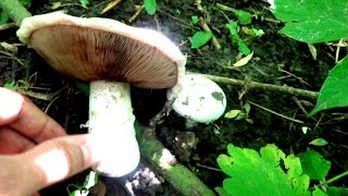 Шампиньон обыкновенный Agaricus campestris Сбор грибов в лесу [upl. by Asseret]