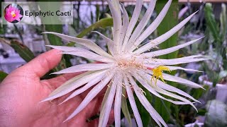 Species  Epiphyllum hookeri [upl. by Bergess]