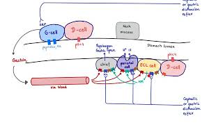 Brandls Basics Regulation of gastric acid secretion [upl. by Yhtur687]