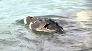 Razorbill hunting Venice North Jetties [upl. by Luigi]