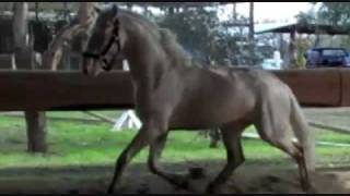 Caetano Cremello Lusitano Stallion For Sale [upl. by Leziar]